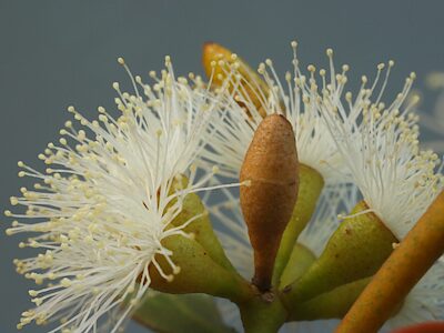 Castiarina crockerae, PL3564, male, on Eucalyptus leptophylla, (at rear), EP, 9.2 × 3.3 mm